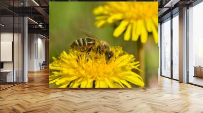 Honey bee close up on dandelion flower. Bee full of pollen collecting nectar on a wild yellow dandelion flower, blurred green spring background Wall mural