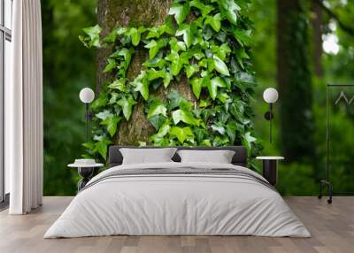 A fragment of a tree trunk with gray bark, covered with vines of juicy green ivy leaves. Natural and organic background. Wall mural