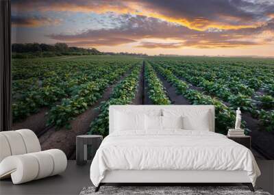 Agricultural field with even rows of potato in the summer time. Growing potatoes. Orange sunset on background Wall mural