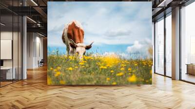 Brown cow on blossom field with yellow flowers. Pasture with lush green grass and blue sky background Wall mural