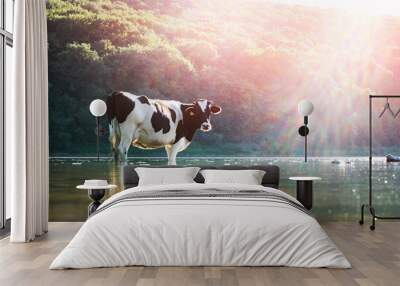 Cow watering in the river. Animal photography Wall mural