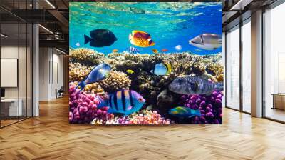 Different tropical fish on a coral reef in the Red Sea Wall mural