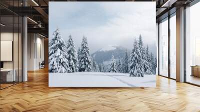 Fantastic winter landscape with snowy trees. Carpathian mountains, Ukraine, Europe. Christmas holiday concept Wall mural