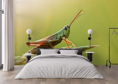 grasshopper Wall mural