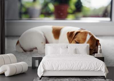 Jack russel terrier puppy sleeping on white carped on the floor. Small perky dog. Animal pets concept Wall mural