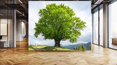 Large old beech tree with lush green leaves in Carpathian mountains in summer time. Landscape photography Wall mural