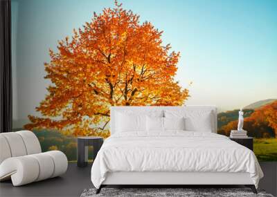 Majestic beech tree with sunny beams Wall mural