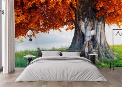 Old linden tree on autumn meadow Wall mural