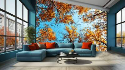 Orange birch tree with a blue sky on autumn forest. Nature beauty background Wall mural