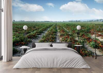 Tomato field on summer day. Agriculture and gardening concept Wall mural