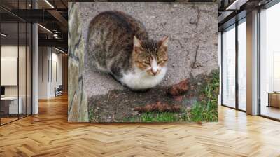 A tabby cat sitting on a concrete sidewalk Wall mural