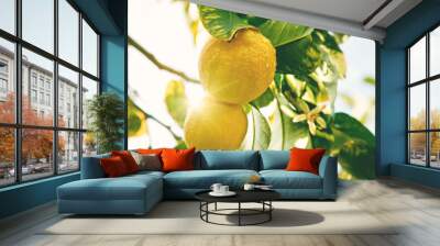 Lemon. Ripe Lemons hanging on tree. Growing Lemon Wall mural