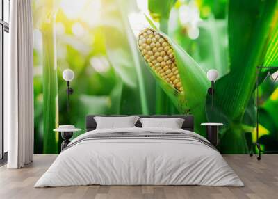 Fresh cob of ripe corn on green field at sunset Wall mural