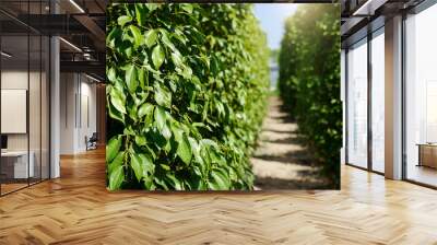 Pepper farm plantation. Green raw black peppercorn crop. Garden field background Wall mural