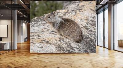 Curious small mammal rodent grey California ground squirrel sitting on the top of the rock and looking far away into Yosemite National Park, Vernal Falls,  California, USA, Earth. Wall mural