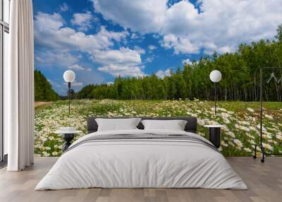 Chamomile on the background of the forest and sky.. Wall mural