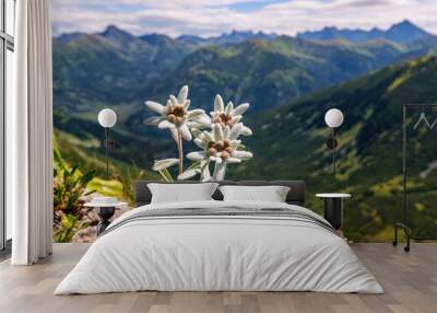 Three individuals, three very rare edelweiss mountain flower. Isolated rare and protected wild flower edelweiss flower (Leontopodium alpinum) growing in natural environment high up in the mountains. Wall mural