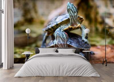 Two turtles in the forest. Turtle as symbol of wisdom, patience and longevity Wall mural