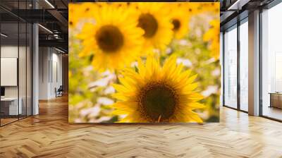 Sunflower field in Aix en Provence - France, with lavender field on the background Wall mural