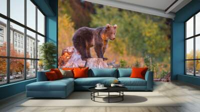 Young brown bear (Ursus Arctos) in a summer forest. Wall mural