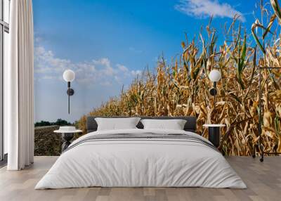 Dried out corn field in Germany, autumn sunny day, blue sky Wall mural