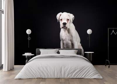 White german boxer puppy  Wall mural