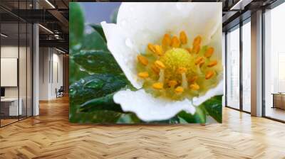 strawberry flower with dew closeup Wall mural