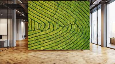 Aerial view shot from drone of green tea plantation, Top view aerial photo from flying drone of a tea plantation Wall mural