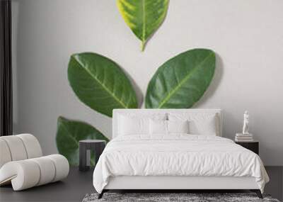 Green leaves on grey background. Creative nature concept. Flat lay. Wall mural