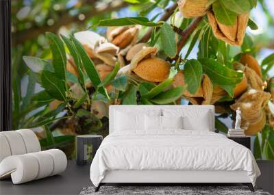 Almond harvest: Ripe fruits on the almond tree branch. Wall mural