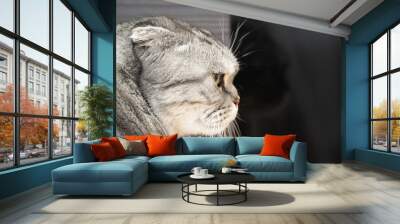 Beautiful bicolor stripes cat with yellow eyes Scottish Fold Wall mural