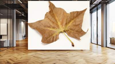 a single autumn leaf on a white background.Tree with wide, in most species, figured leaves. copy space.leaf processing.Dry autumn leaf .top view Wall mural