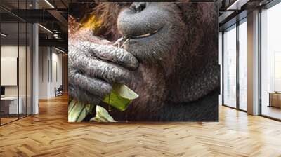 Wallpaper of Big Apes or Orang Utan , orang-utan, orangutang, or orang-utang old animal rests in the tropical rainforest with orange hairy in soft background Wall mural