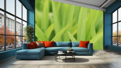 fresh green grass background Wall mural