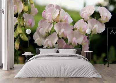 pastel pink sweet pea flowers in the garden Wall mural