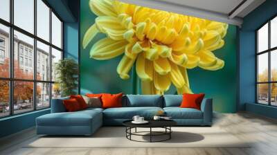 Yellow chrysanthemum in full bloom with green foliage, macro photography. Nature and botanical concept Wall mural