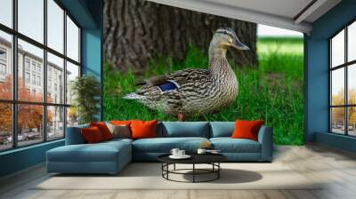 Crone’s Quacking Stroll: Ducks Roaming Through a Picturesque Park Wall mural