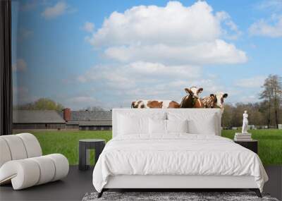 Brown white cows Wall mural