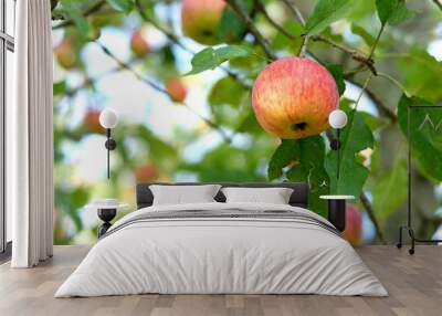 Ripe apple Wall mural