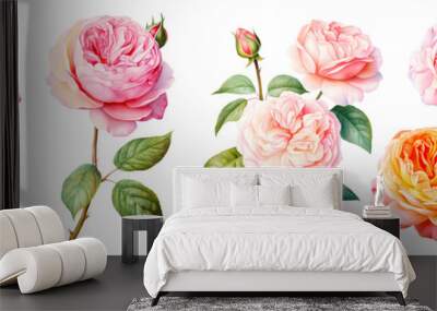 Set of beautiful English roses, watercolor painting floral isolated on white background. Cut out PNG illustration on transparent background. Wall mural