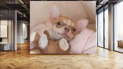  A mini chihuahua puppy is playing with a teddy bear in his bed. Puppy is two months old.  The dog is smiling. Wall mural