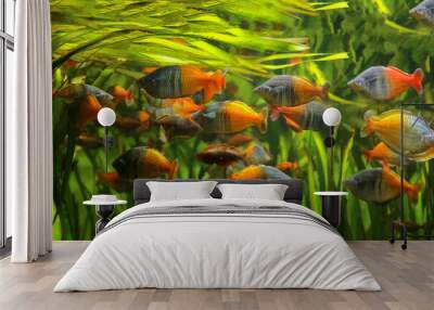 Boeseman's rainbowfish - Melanotaenia boesemani. Fish in the aquarium. Fish under water. Blur. Wall mural