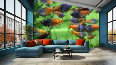 Boeseman's rainbowfish - Melanotaenia boesemani. Fish in the aquarium. Fish under water. 
Blur. Wall mural