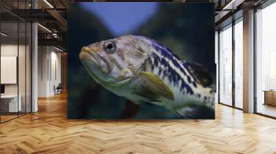 Swimming Black rockfish Sebastes schlegeli.  Fish in the aquarium. Fish under water. Wall mural