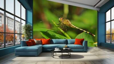 dragonfly on a tree Wall mural