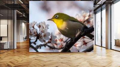 White eyes bird is tweeting on cherry blossom in Spring Yamadaike Park Hirakata City Osaka, Japan. Wall mural