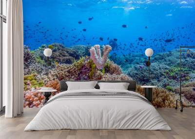 The reef spreads color and life for you. Tubbataha Reef (Philippines) Wall mural