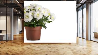  Potted white chrysanthemums isolated on white background with copy space Wall mural