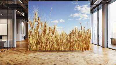 Golden wheat field Wall mural