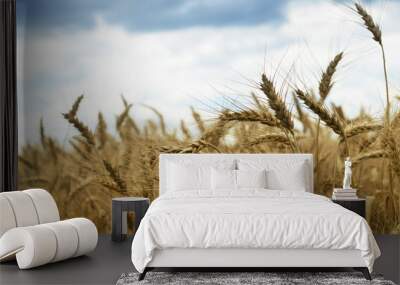 Wheat field close up Wall mural